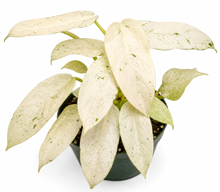 Philodendron Whipple Way