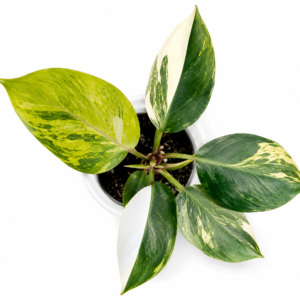 Philodendron White Knight Aurea Var