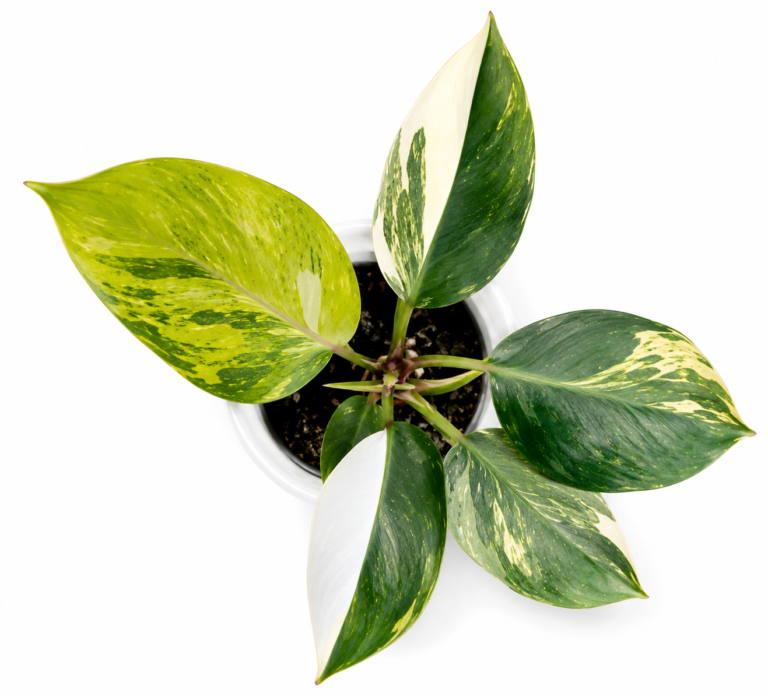 Philodendron White Knight Aurea Var