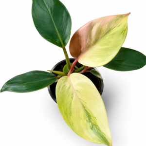 Philodendron White Knight Mint Var