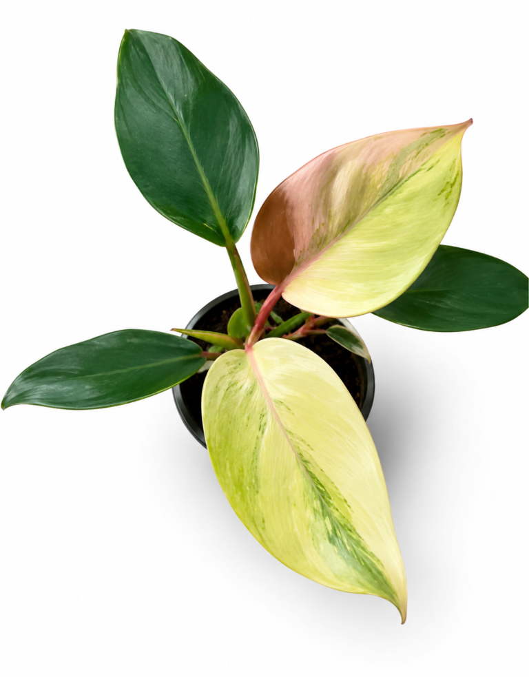 Philodendron White Knight Mint Var