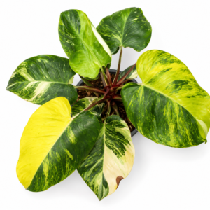 Philodendron White Princess Aurea Var