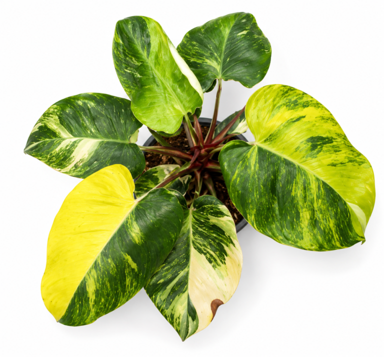 Philodendron White Princess Aurea Var