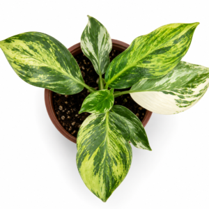 Philodendron White Wizard Aurea Var