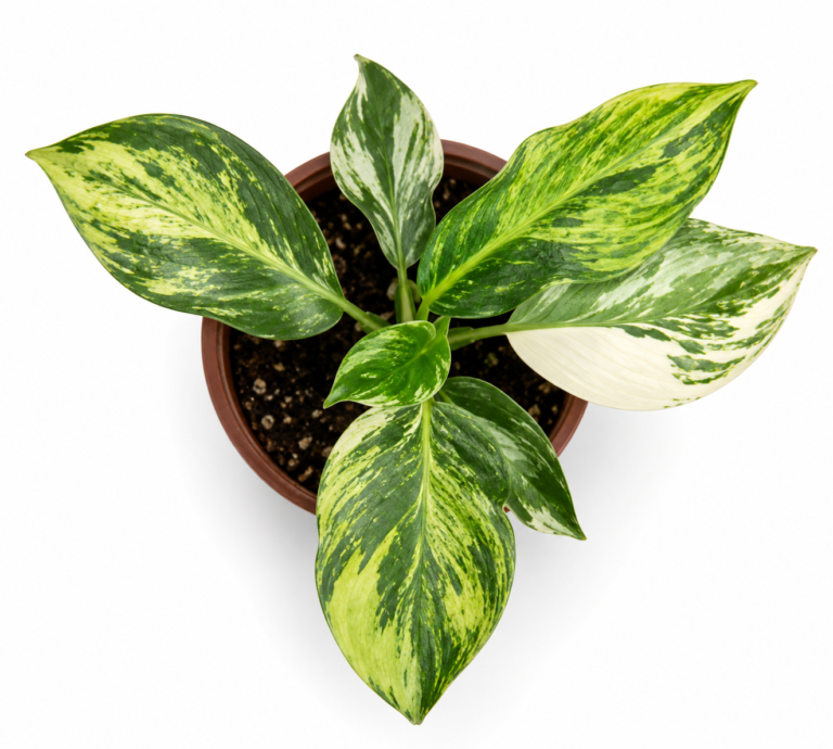 Philodendron White Wizard Aurea Var