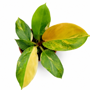 Philodendron golden melinonii variegata