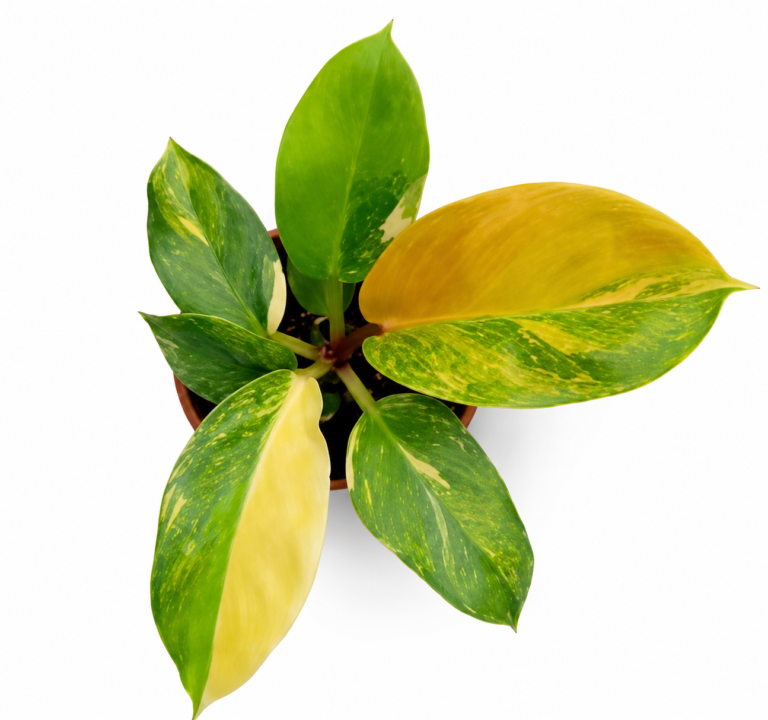 Philodendron golden melinonii variegata