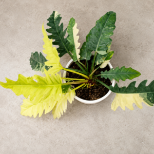 Philodendron narrow variegata