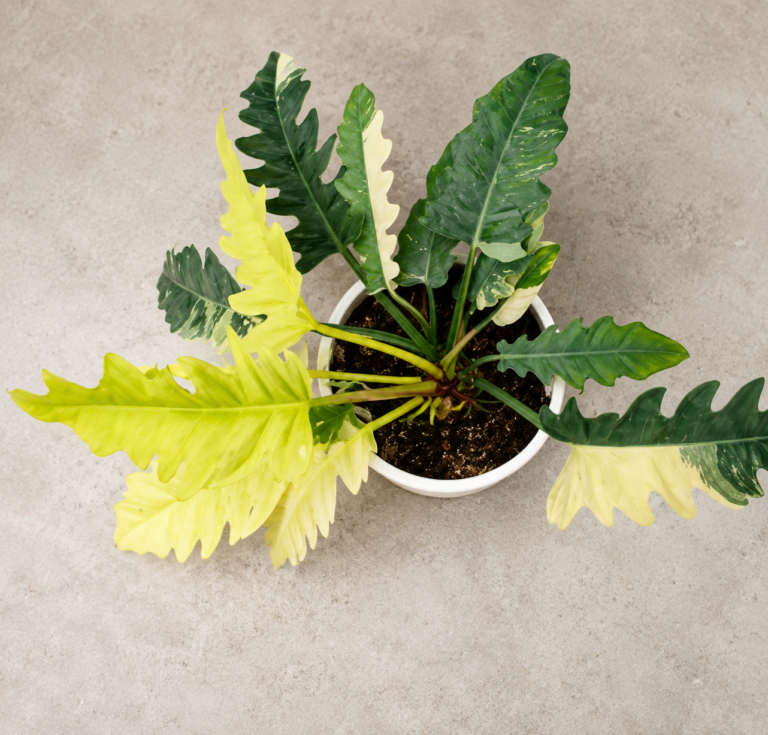 Philodendron narrow variegata