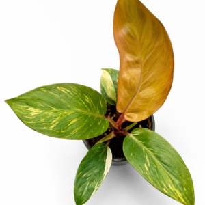 Philodendron prince of orange variegated