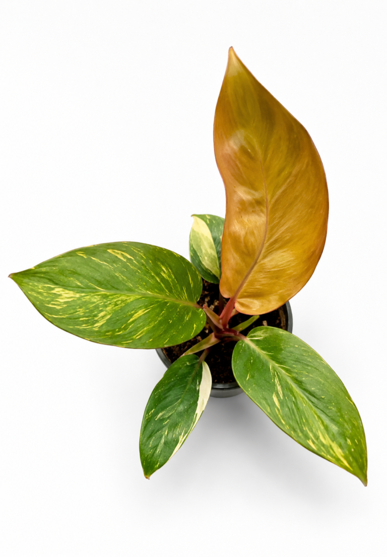 Philodendron prince of orange variegated