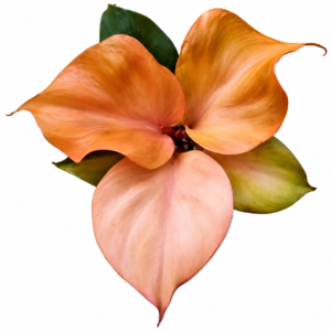 Philodendron red heart variegated