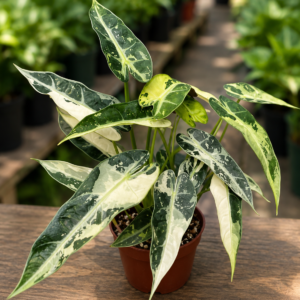 Alocasia Green Bambino Cucullata Albo/Aurea Var