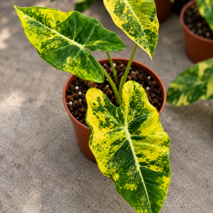 Alocasia Frydek Aurea Var