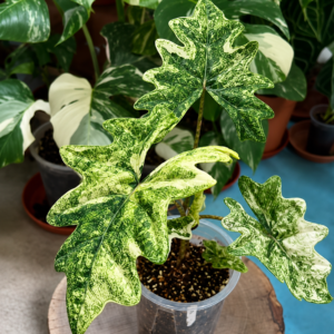 Alocasia Jacklyn Aurea Var
