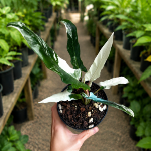 Alocasia Lauterbachiana Albo Var
