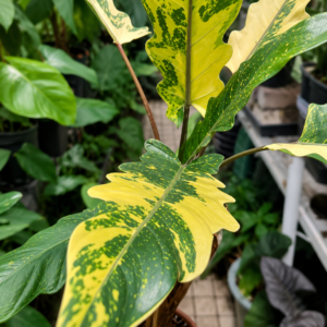 Alocasia Lauterbachiana Aurea Var