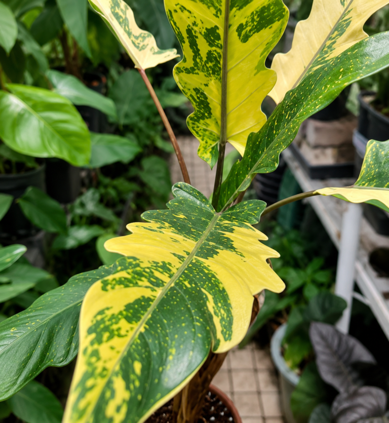 Alocasia Lauterbachiana Aurea Var