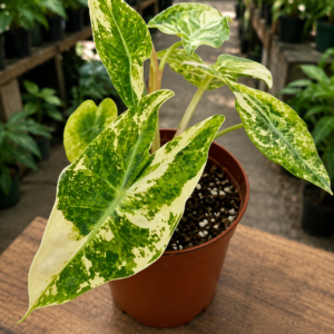 alocasia-nairobi-nights-camouflage-tricolor-variegated-tissue-culture