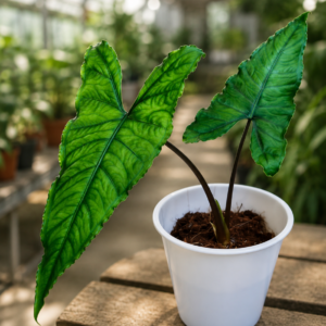Alocasia Olani