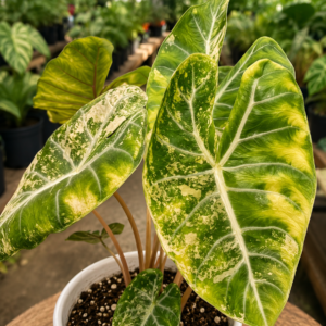 Alocasia Pink Dragon Albo/Aurea Var