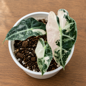 Alocasia Polly Snowflake Pink Var