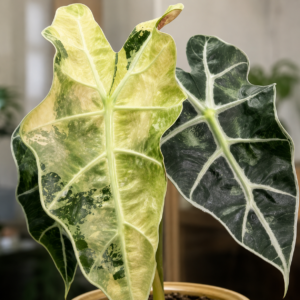 Alocasia Polly Aurea Variegated