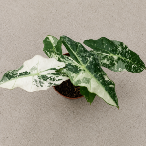 Alocasia Polly Mint Pink Variegated AKA Ghost Mint Var
