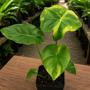 Alocasia Portora Aurea Var