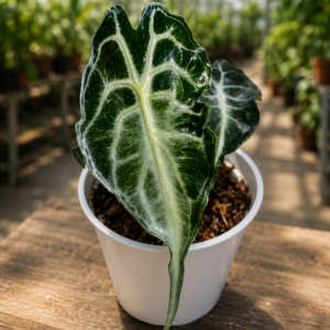 Alocasia Venom