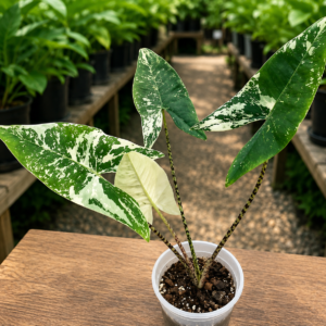 Alocasia Zebrina Albo Var