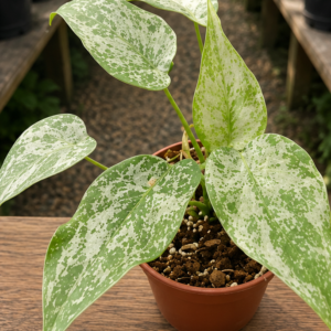 Alocasia Cucullata Mint Var