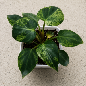 philodendron Verrucosum Mint Var (Holland)