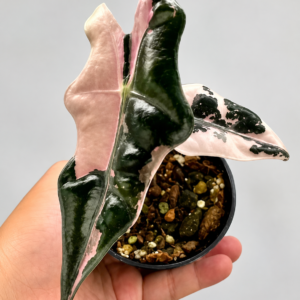 Alocasia Nobilis Pink Var