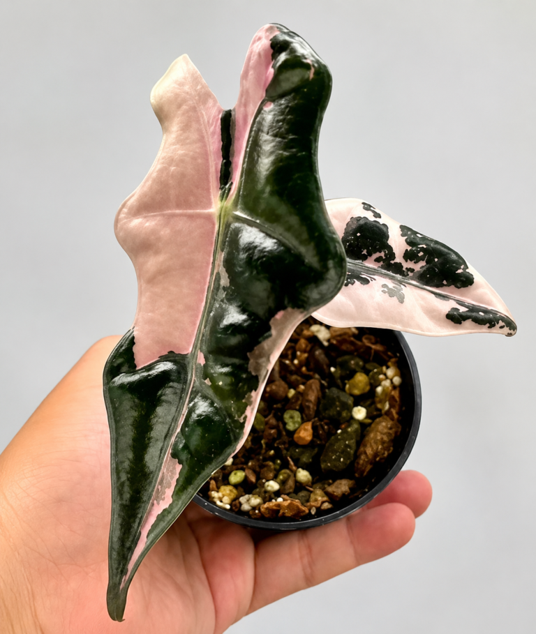 Alocasia Nobilis Pink Var