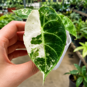 Alocasia Pride Of Curup Var (Watsoniana Goff Var)