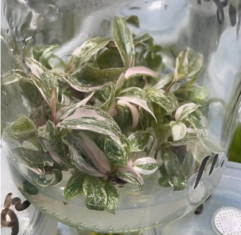 Philodendron Pink Princess plantlets growing in a glass tissue culture flask with agar gel