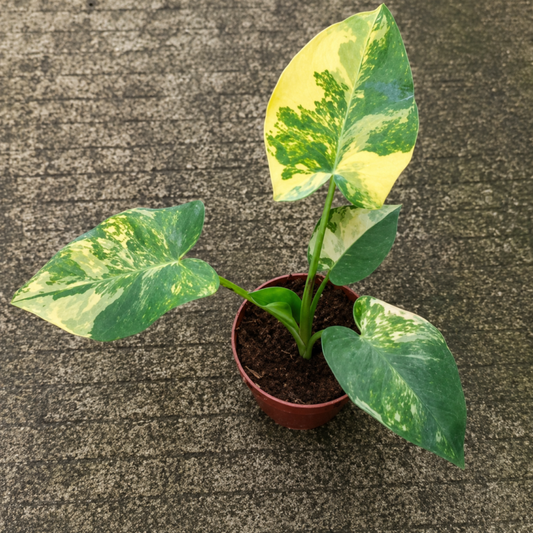 Xanthosoma Sagittifolium Frozen Planet Aurea Var
