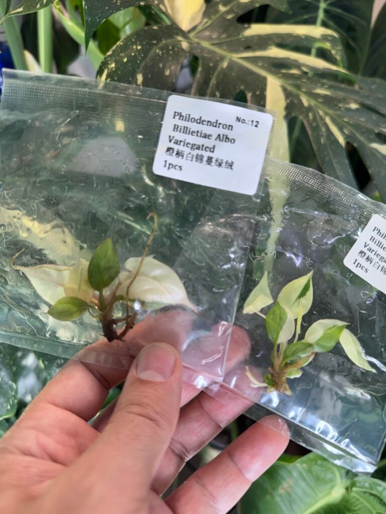 Philodendron Billietiae Albo Variegated
