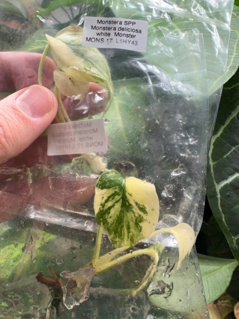 Monstera White Monster tissue culture plantlet in a sealed bag with agar on the roots