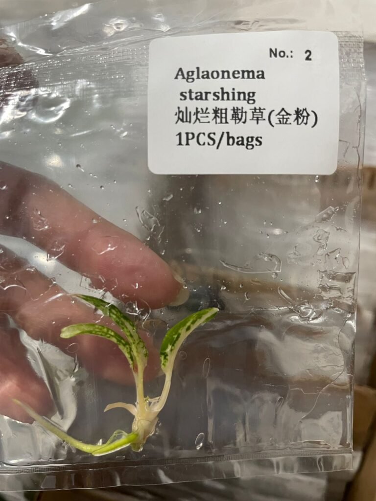Aglaonema Starshine tissue culture plantlet in a clear bag, wholesale, 1 plant
