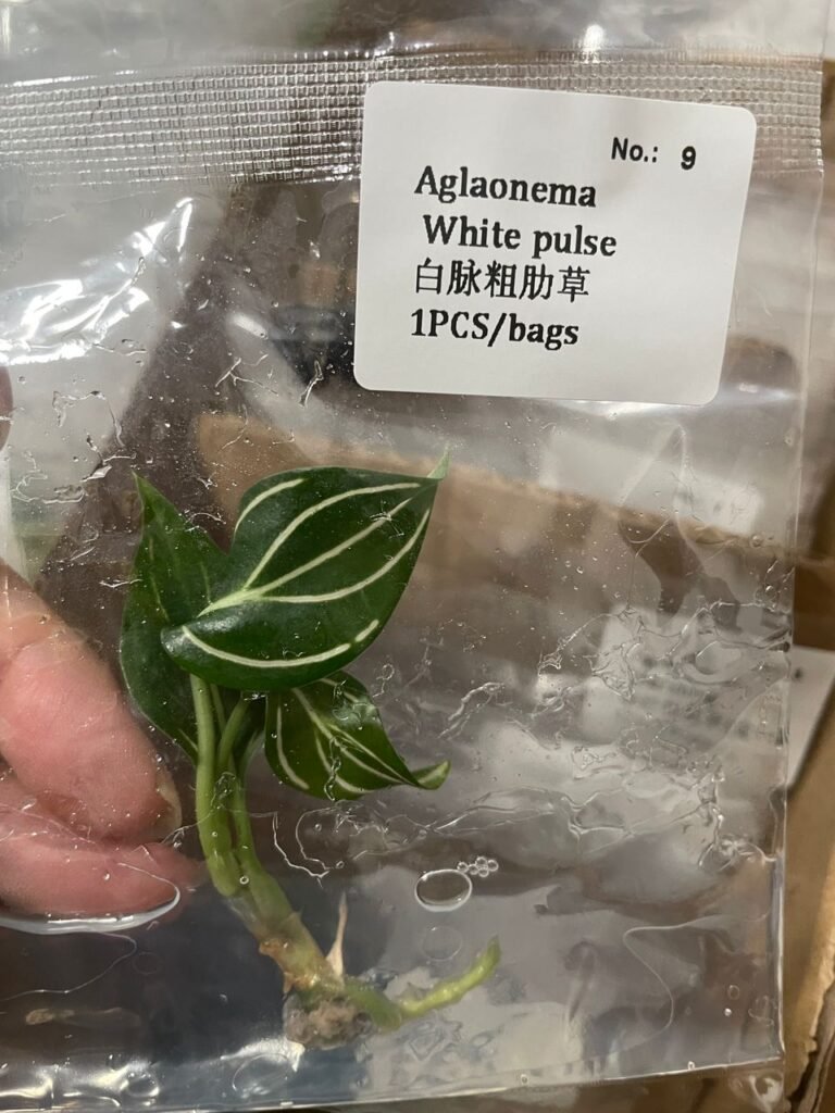 Aglaonema White Pulse tissue culture plantlet in a clear bag, wholesale, 1 plant