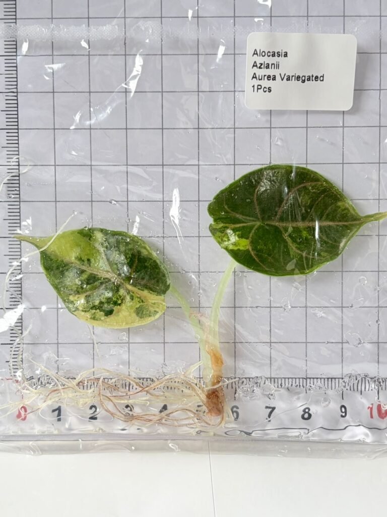 Alocasia Azlanii Aurea Variegated tissue culture plantlet in a clear bag, wholesale, 1 plant