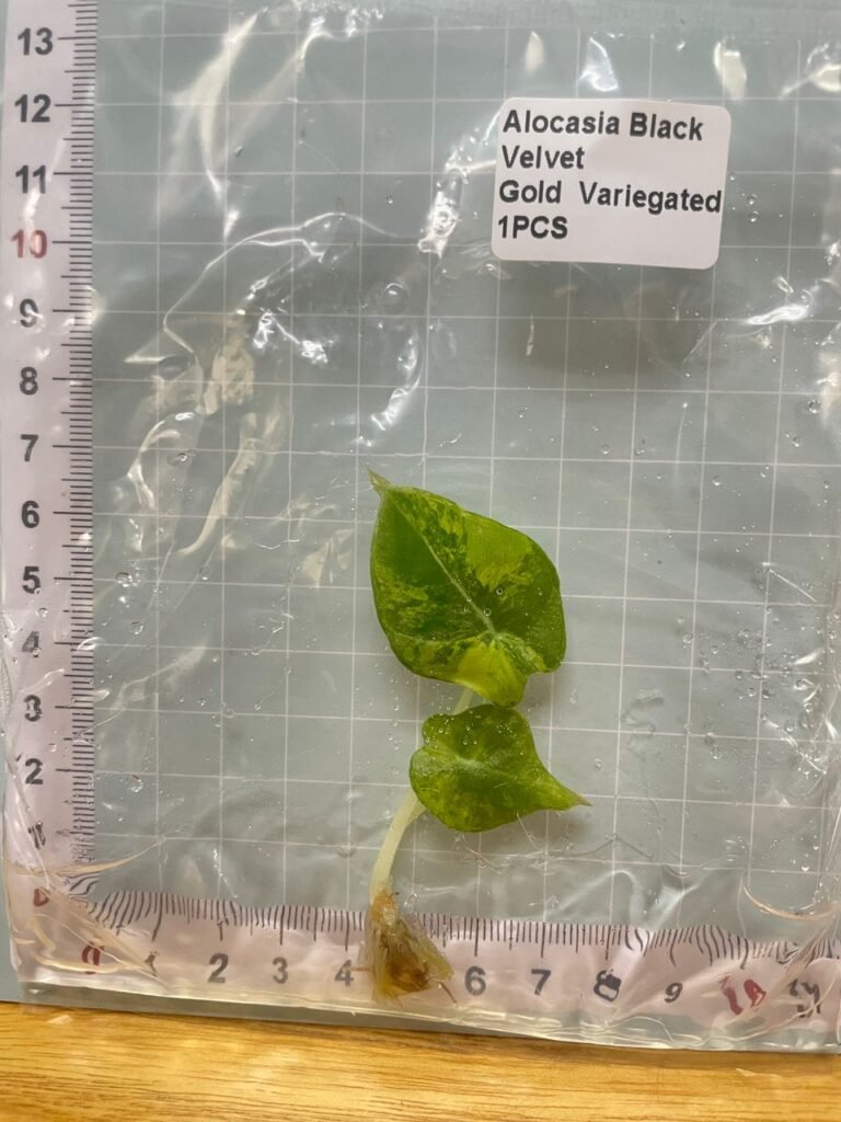 Alocasia Black Velvet Gold Variegated tissue culture plantlet in a clear bag, wholesale, 1 plant