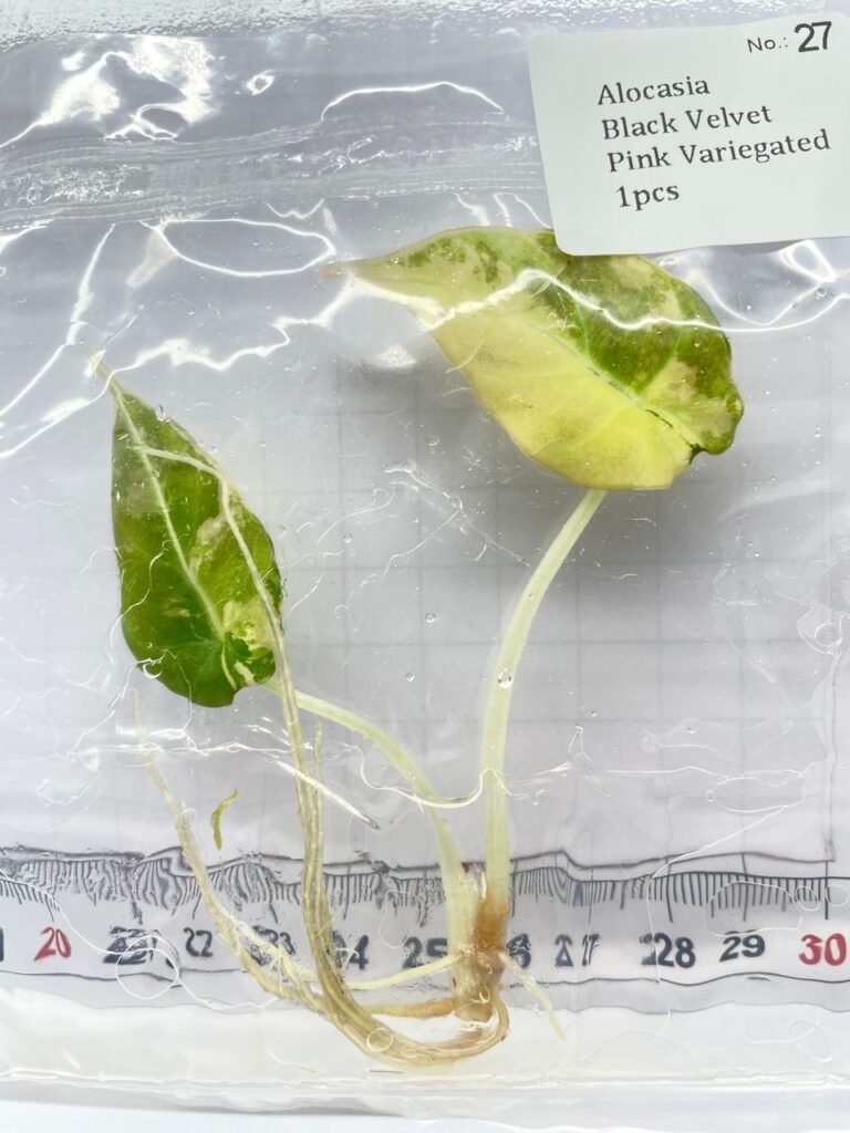 Alocasia Black Velvet Pink Variegated tissue culture plantlet in a clear bag, wholesale, 1 plant