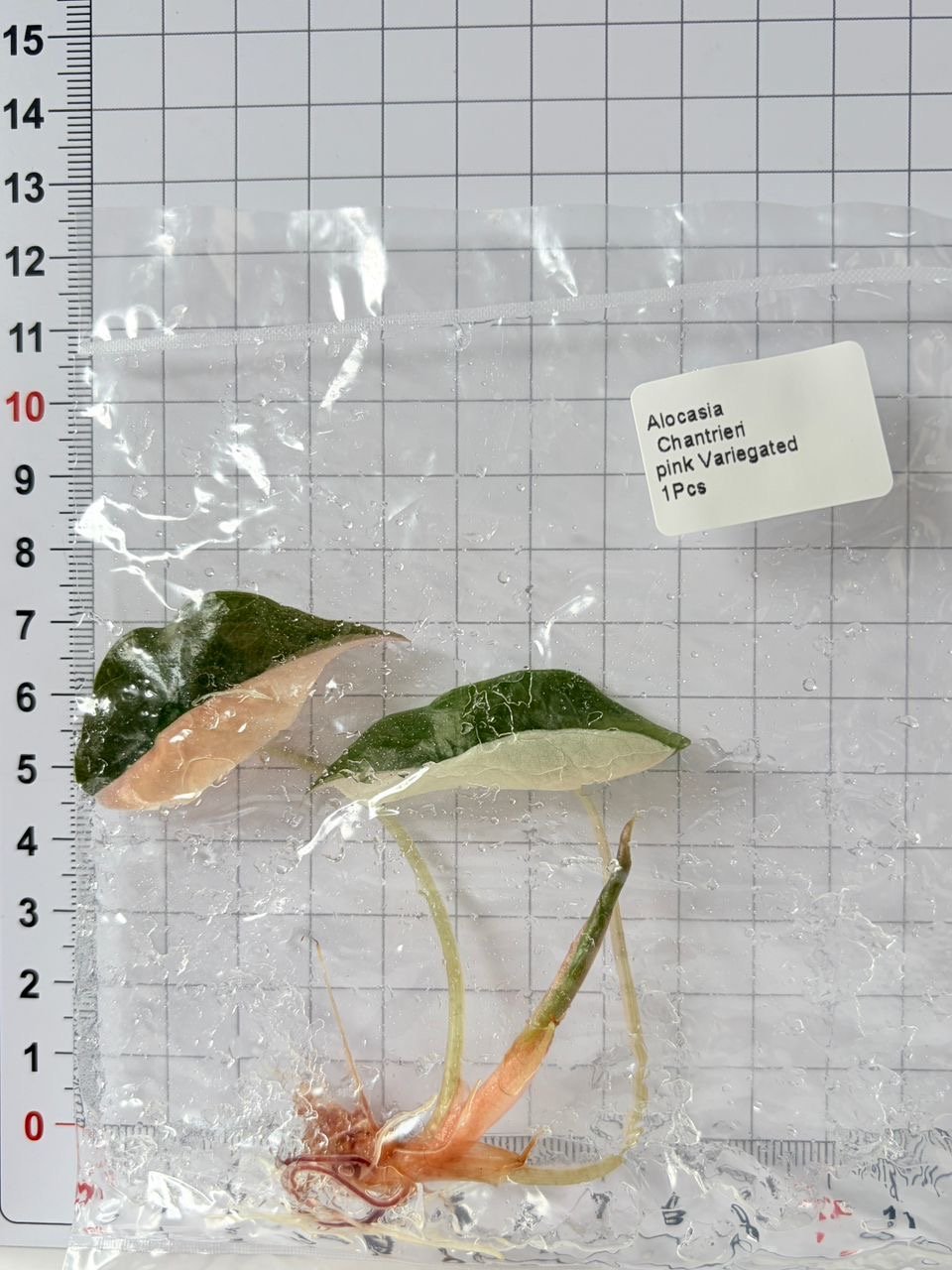 Alocasia Chantrieri Pink Variegated tissue culture, 1 pc, wholesale