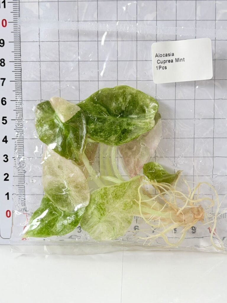 Alocasia Cuprea Mint Variegated tissue culture plantlet in a clear bag, wholesale, 1 plant