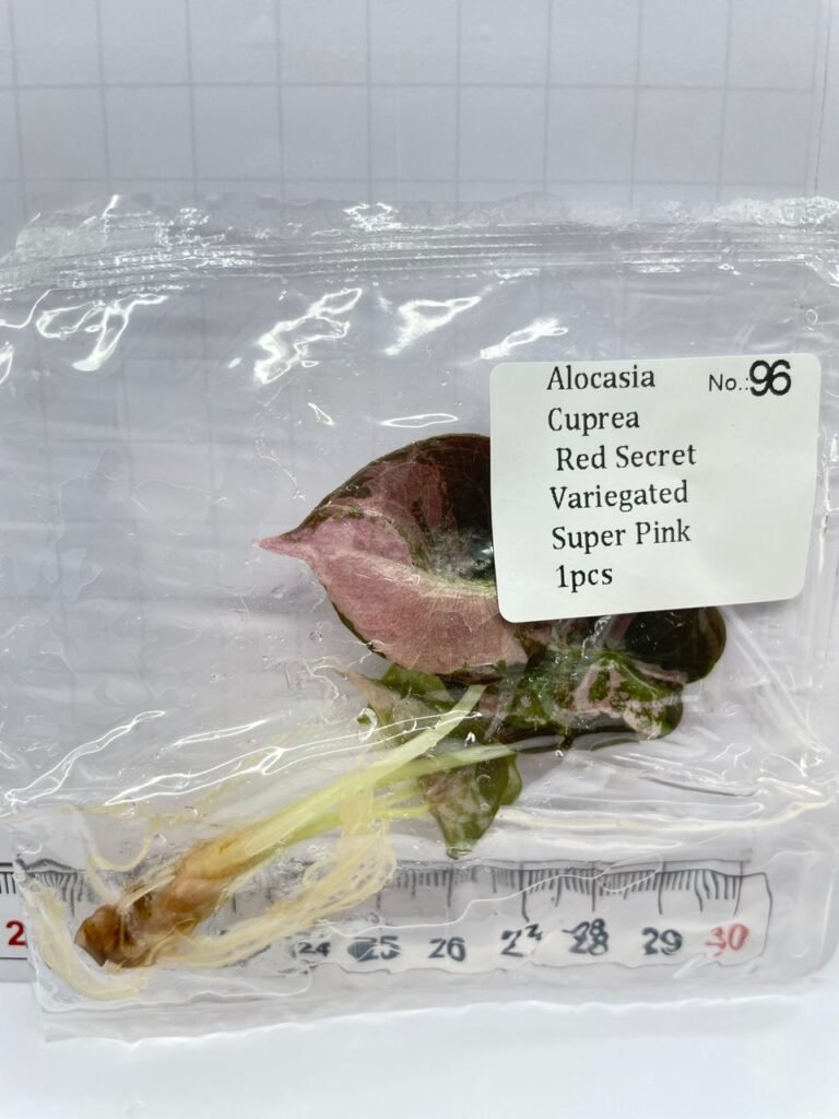 Alocasia Cuprea Red Secret Variegated Super Pink tissue culture plantlet in a clear bag, wholesale, 1 plant