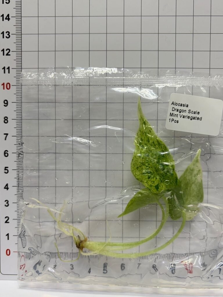 Alocasia Dragon Scale Mint Variegated tissue culture plantlet in a clear bag, wholesale, 1 plant