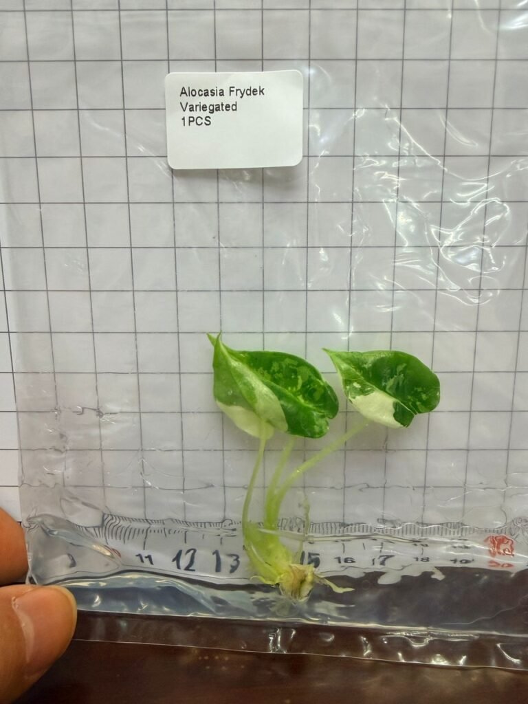 Alocasia Frydek Variegated tissue culture plantlet in a clear bag, wholesale, 1 plant